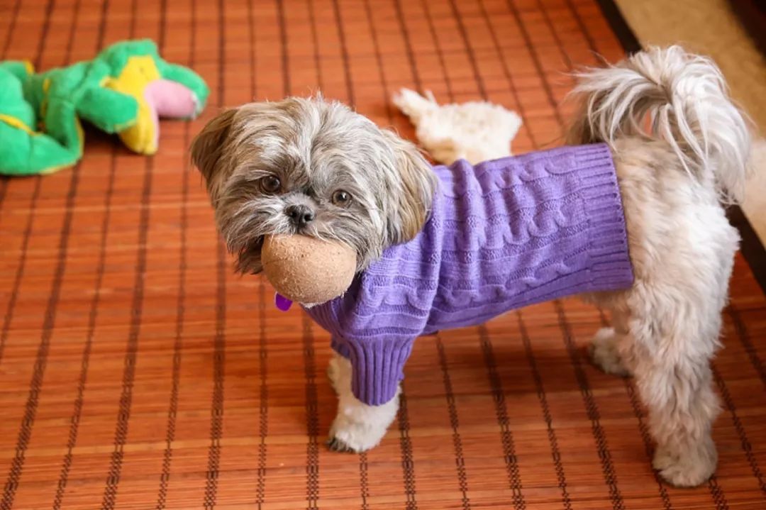 10种狗狗讨厌的行为!你有对狗狗做过吗?
