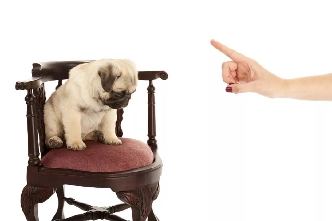 10种狗狗讨厌的行为!你有对狗狗做过吗?