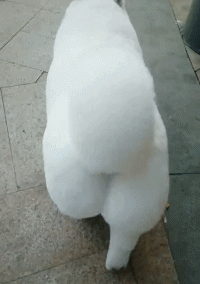 养狗后你多了些什么怪癖?
