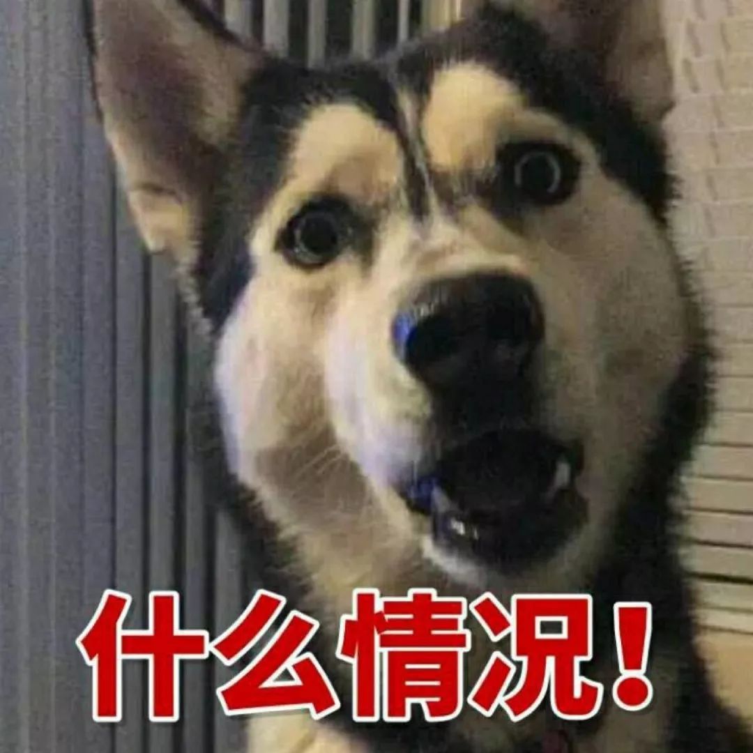 养狗的8大坏处,看完还敢养的,一定是真爱了