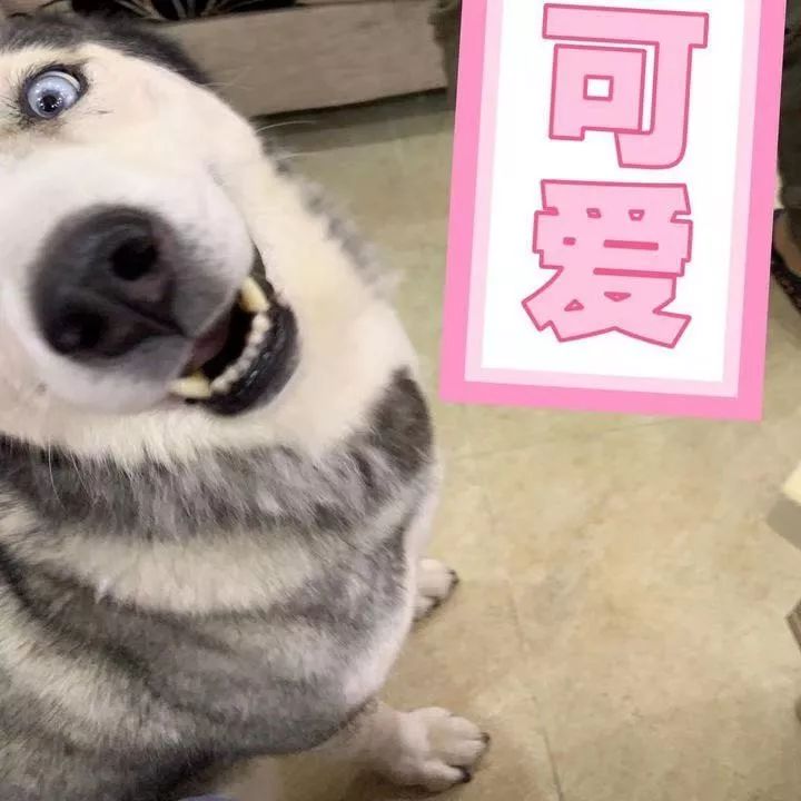 如果有一分钟的时间,让狗狗能听懂你说的话,你会说什么?