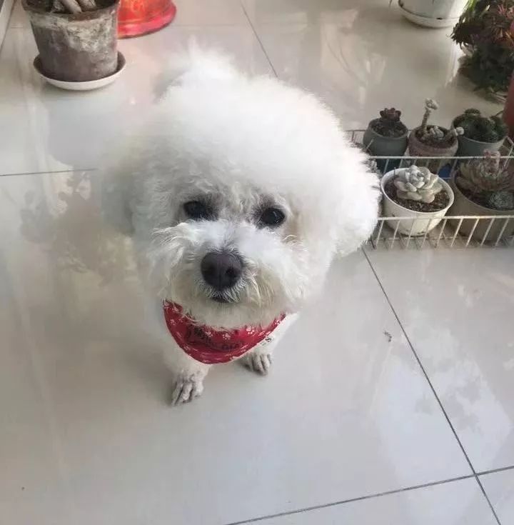 如果有一分钟的时间,让狗狗能听懂你说的话,你会说什么?