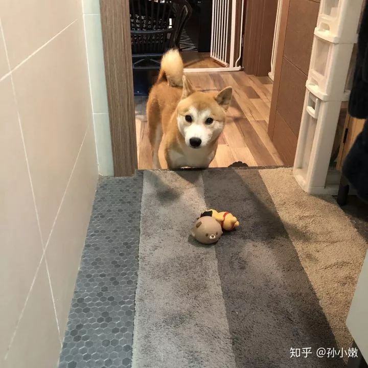 你什么时候发现,狗狗也在爱着你?