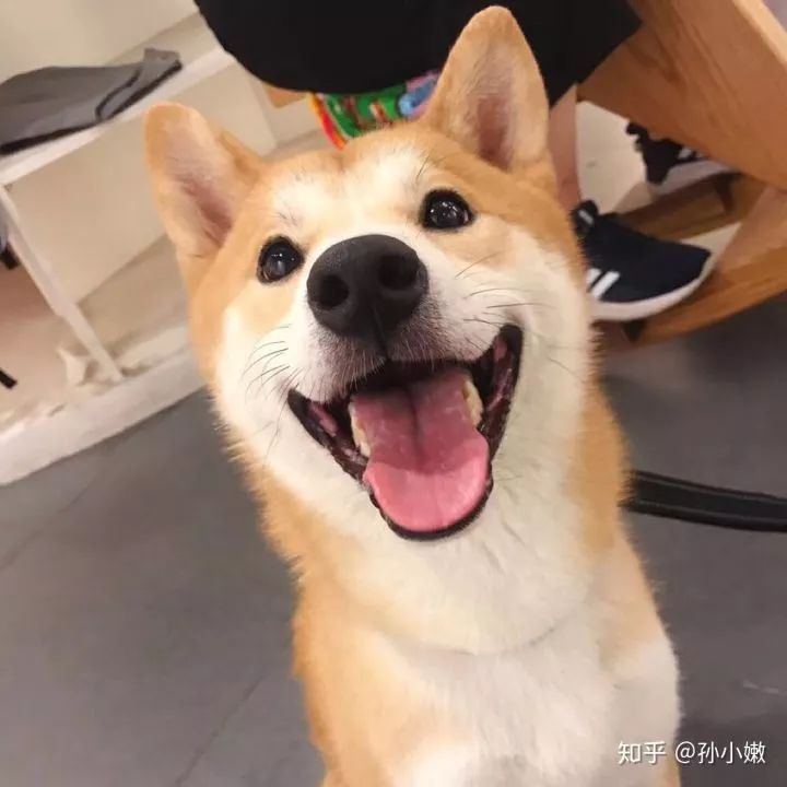 你什么时候发现,狗狗也在爱着你?