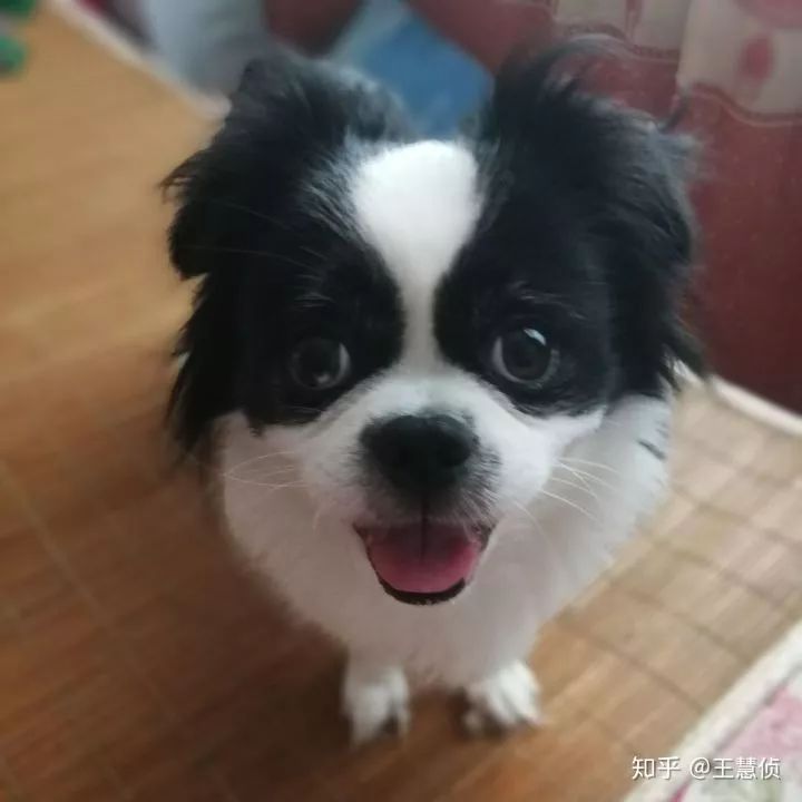 你什么时候发现,狗狗也在爱着你?