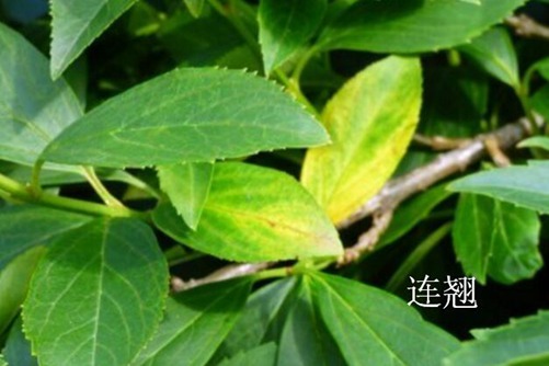 怎样区分迎春花和连翘,看图后再也不会傻傻分不清
