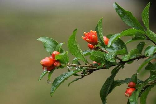 石榴花图片,石榴花高清图片大全