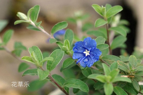 蓝星花图片大全,蓝星花的高清图片大全