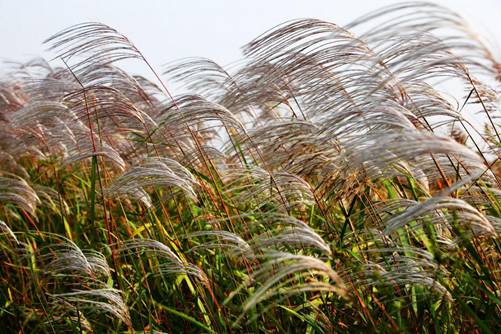 芦苇图片大全,芦苇高清图片