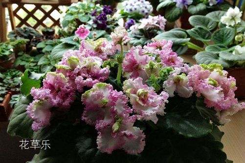 非洲堇怎么养才会四季开花?非洲堇的养殖方法及注意事项介绍
