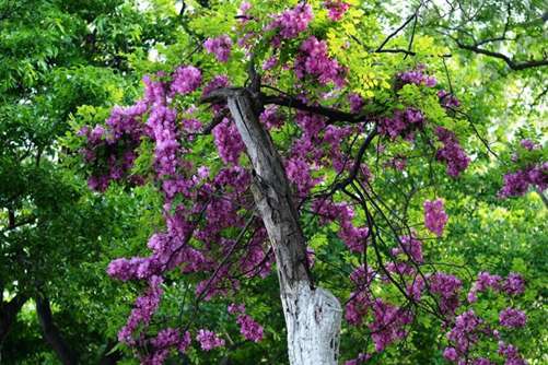 槐树花图片,槐树花图片高清大图