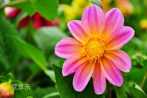 小丽花图片大全,小丽花高清图片大全