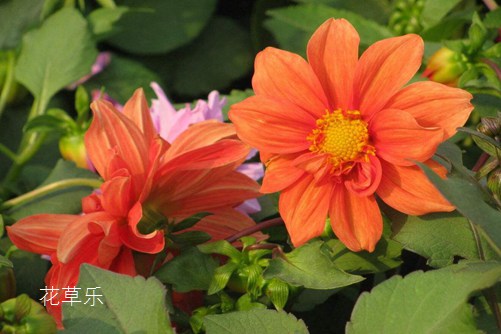 小丽花图片大全,小丽花高清图片大全