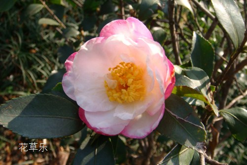 茶梅叶子掉落怎么办?叶似茶,花如梅,料峭冬寒迎雪绽