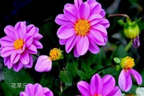 小丽花开花及其管理,把它种下,立马成为“别人家的阳台“!