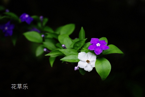 双色茉莉有什么作用?好一朵美丽的茉莉花,全世界都知道它!