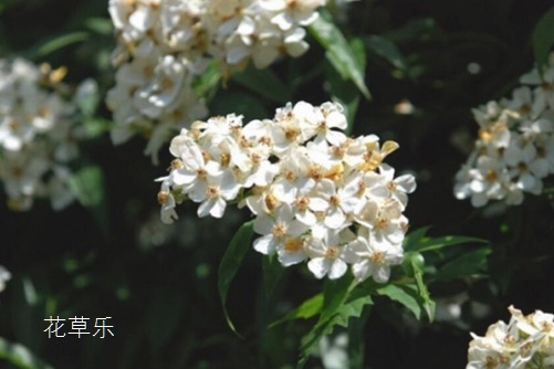 荼蘼花花语与传说是什么?表达“末日之美”的凄美爱情