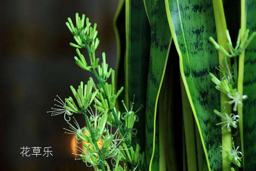 虎皮兰开花有什么预兆?虎皮兰怎样养才会开花