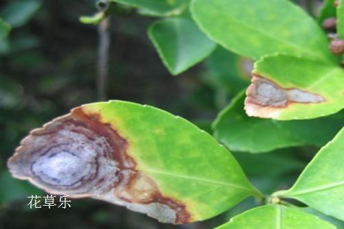 发财树常见病虫害的防治小妙招,你还不赶紧收藏了!