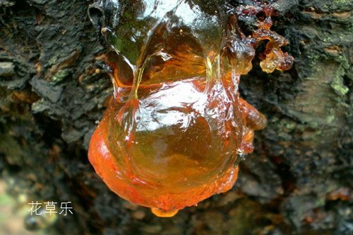 流胶病会导致桃树枯死,该如何预防和治疗桃树流胶病呢