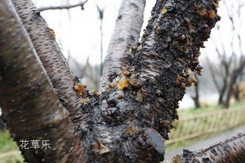 流胶病会导致桃树枯死,该如何预防和治疗桃树流胶病呢