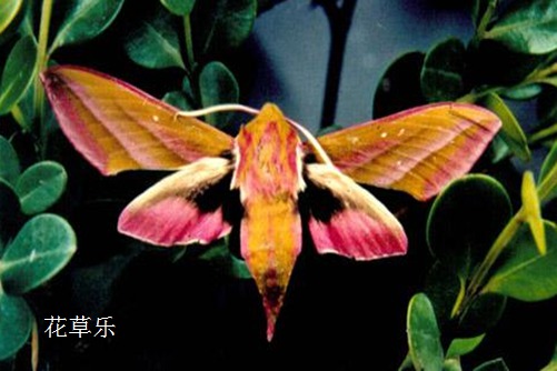 主人,我病了,快救救我:如意皇后常见病虫害与防治方法