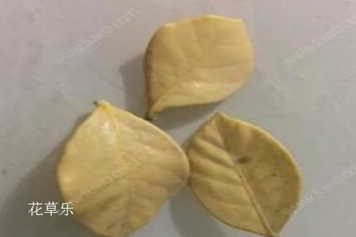快来看,你的小可爱金边瑞香病了怎么办?金边瑞香常见病害及防治