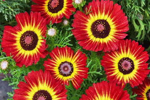 花环菊图片,高清花环菊图片欣赏