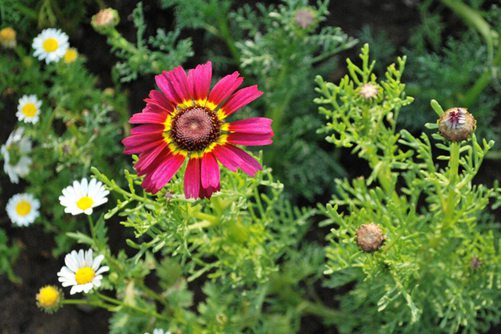 花环菊图片,高清花环菊图片欣赏