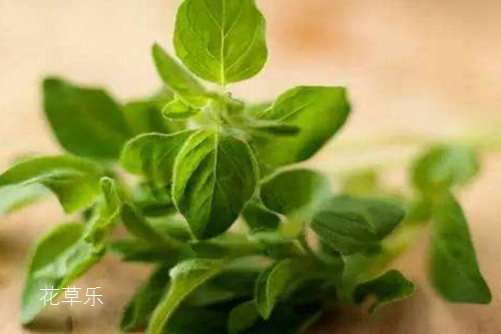 牛至是什么?牛至是舌尖上的美味,还是抗菌达人
