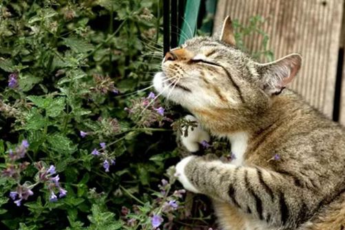 “猫薄荷”是什么?猫吃了“猫薄荷”为什么会发疯?