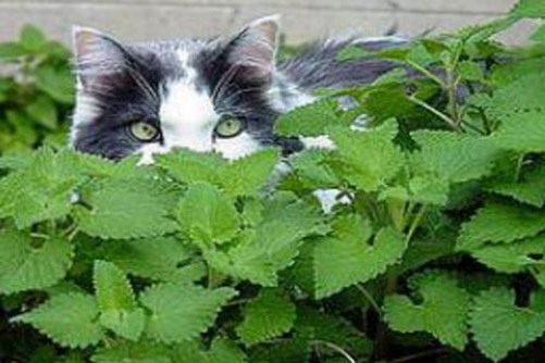“猫薄荷”是什么?猫吃了“猫薄荷”为什么会发疯?