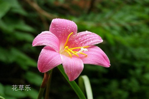 韭莲是会预测下雨的花你知道吗?韭莲的养殖方法介绍