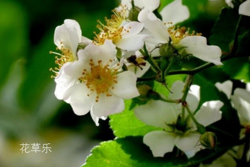 荼蘼花开-末日之美,荼蘼花图片大全!