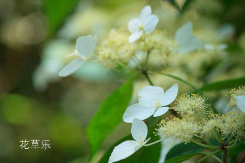 荼蘼花开-末日之美,荼蘼花图片大全!