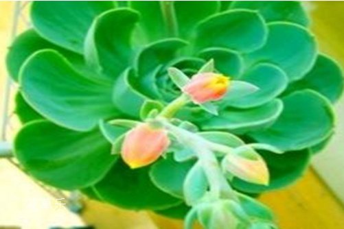 观音莲怎么浇水?多久才浇一次水?