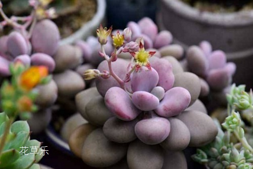 桃之卵(桃蛋)怎么播种?管它什么蛋,养好了就是你的蛋!