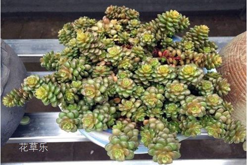 小玉的养殖方法及注意事项,我家小玉长成记!