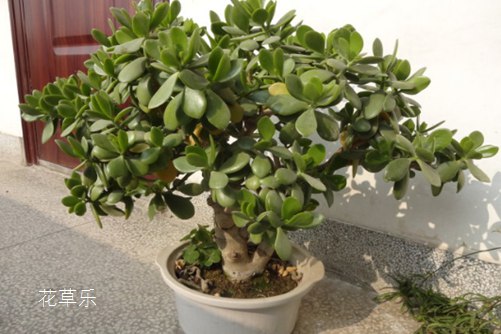 多肉燕子掌开花,你造吗?如何让燕子掌年年开花?