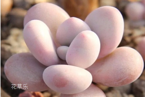 桃之卵叶片不红怎么办?不红,莫非你养的是一个假的桃之卵?