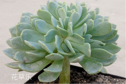 刀剑乱舞千羽鹤,千羽鹤的习性及植物形态