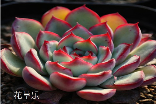 花月夜养殖方法!学会这些让你的多肉花月夜比石莲花更漂亮!