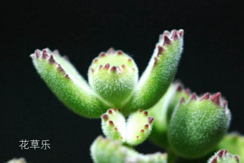 熊掌花怎么养才能有红爪子,把握光照和浇水是关键