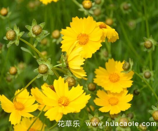 悲伤嫉妒,离别之痛:金盏菊的花语
