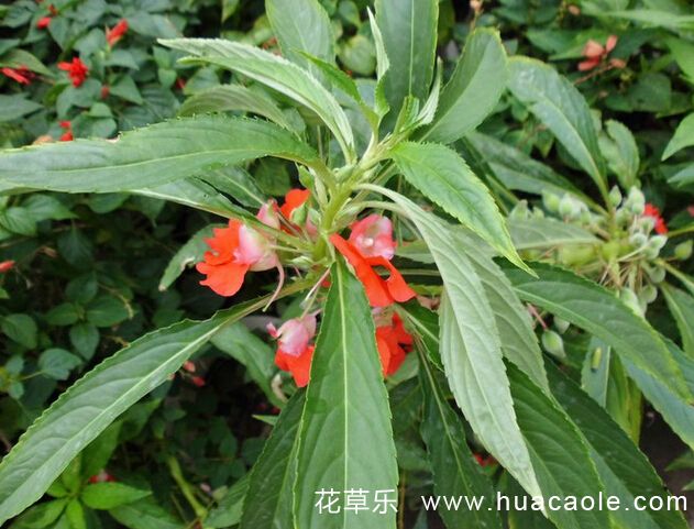 10月19日生日花:红凤仙花花语及红凤仙花花语寓意
