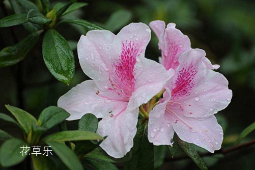杜鹃花怎样浇水,花开得才艳丽而且花期又长