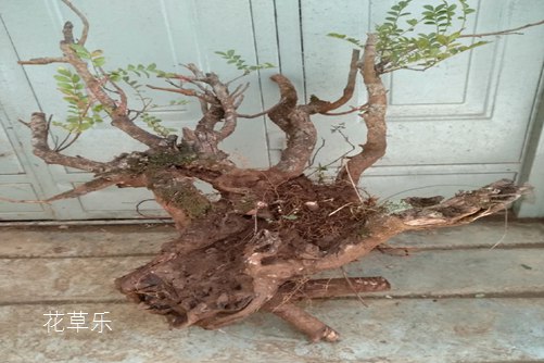 清香木怎么养?才能香气四溢连蚊子都不敢飞进院子里