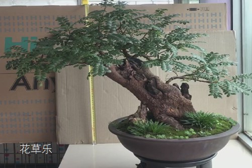 清香木怎么养?才能香气四溢连蚊子都不敢飞进院子里