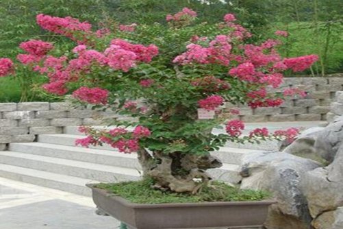 紫薇怎么养?如何使紫薇盆景花开四度?