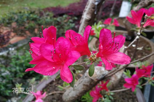 杜鹃花与有毒吗?杜鹃盆景可以在室内养殖吗?